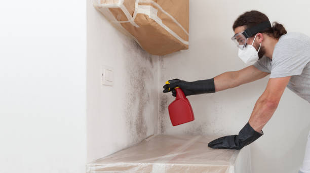 Professional Mold Cleanup technician working in Akron, NY